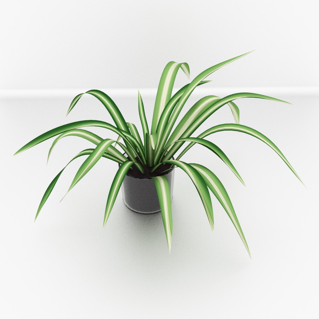 Spider Plant preview image 1